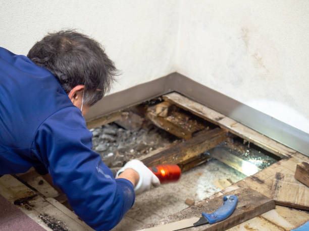 Best Attic Mold Removal  in Fort Mohave, AZ