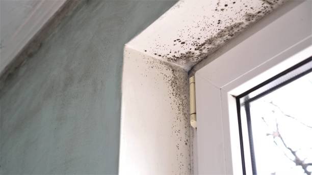 Best Commercial Mold Removal  in Fort Mohave, AZ